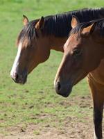 horses  at spring time in germany photo