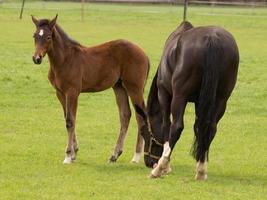 Horses on a german meadow photo