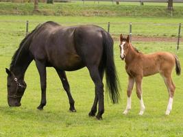 Horses on a german meadow photo