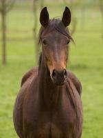 caballoa y potros foto