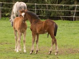 caballoa y potros foto