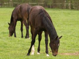 horsea and foals photo