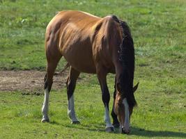 caballos en un campo en Alemania foto