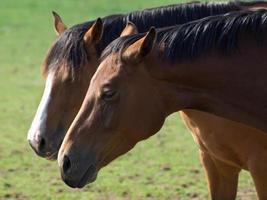 horses  at spring time in germany photo