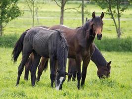 horses on a meadow in germany photo