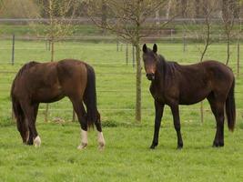 caballoa y potros foto