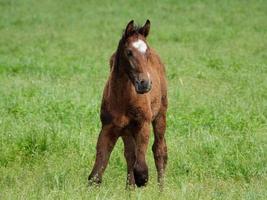 horses  at spring time in germany photo