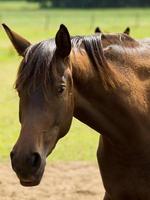 horses on a german meadow photo