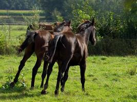 horses on a german meadow photo