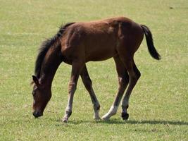 caballos en el alemán Munsterland foto