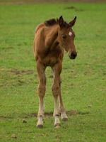 caballos en un prado alemán foto