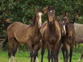 caballos en un prado alemán foto