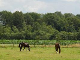 horses on a german meadow photo