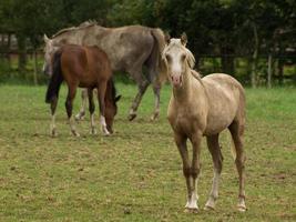 caballos en un prado alemán foto