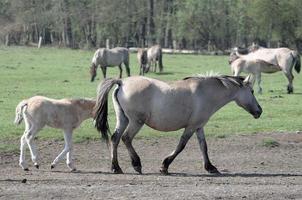 horses in the german munsterland photo