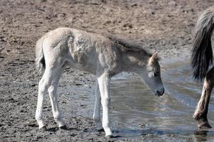 caballos en el muensterland alemán foto