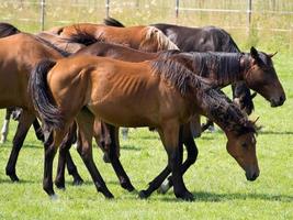 Horses in the german muensterland photo