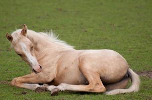 horses in westphalia photo