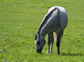 caballos en el muensterland alemán foto