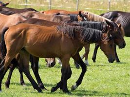 caballos en el muensterland alemán foto