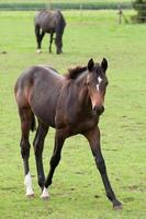 caballos en el muensterland alemán foto