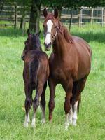 horses  at spring time in germany photo