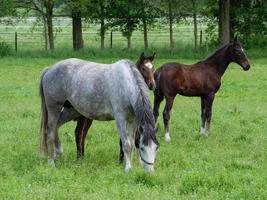 caballos a primavera hora en Alemania foto