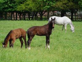 horses  at spring time in germany photo