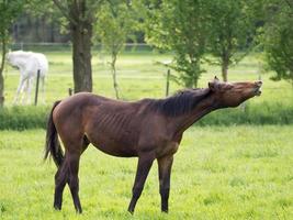 caballos en un prado en alemania foto