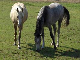 horses  at spring time in germany photo