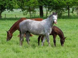 caballos a primavera hora en Alemania foto