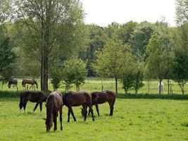 caballos en un prado en alemania foto