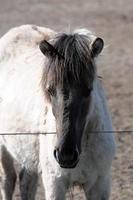 horses on a field in germany photo