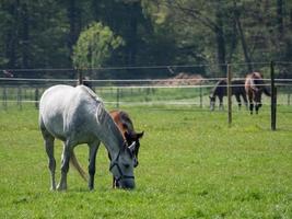 caballos en un prado en alemania foto