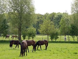 horses on a meadow in germany photo