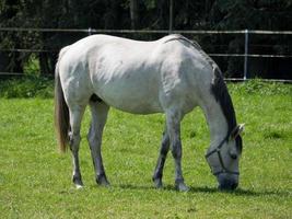 horses  at spring time in germany photo