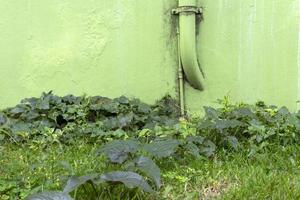 arbustos en el césped en contra el pared con el mismo verde color. foto