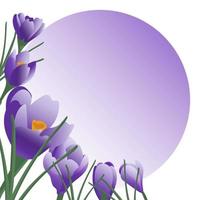 Vector template of greeting card with blooming purple crocus flowers on gradient background