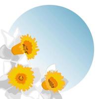 Vector template of greeting card with blooming daffodil flowers on gradient background