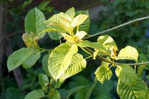 Kratom is a medicinal plant. The scientific name is Mitragyna speciosa Korth. Each variety is different in the color of the leaf veins. Thailand is found to be red stem varieties. photo