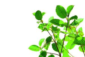 Kratom is a medicinal plant. The scientific name is Mitragyna speciosa Korth. Each variety is different in the color of the leaf veins. Thailand is found to be red stem varieties. photo