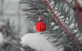 The defocused background of Fir green branches are decorated with small red ball. Selective focus. Snow-covered spruce pine branches. photo