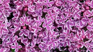 Beautiful blooming varietal selection two-tone lilac - Syringa vulgaris Sensation. Macro image of spring lilac violet flowers, abstract soft floral background for text on a greeting card. Top view. photo