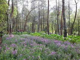 Pink Lavender Bench photo