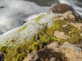 Foam and seaweed on seashore photo