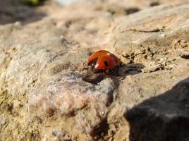 Ladybug stands on the stone photo