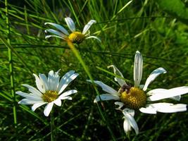 insects sit on field daisies photo