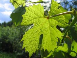 Leaf of grape in sunlight, close-up photo