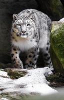 Snow leopard in zoo photo