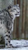 Snow leopard in zoo photo